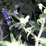 Staphisagria macrosperma ᱵᱟᱦᱟ