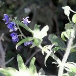 Delphinium staphisagria Fiore