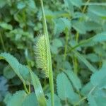 Setaria viridis Flower