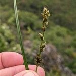 Carex leersii Blüte