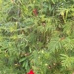 Quamoclit coccinea Fula