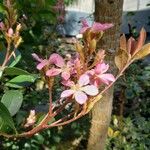 Camellia sinensis Flor