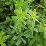 Galium mollugo Blatt