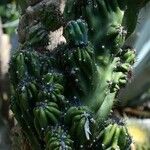 Cereus hildmannianus Folha