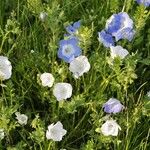 Nemophila menziesiiFleur