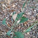 Bupleurum rigidum Leaf