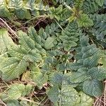 Raphanus raphanistrum Leaf