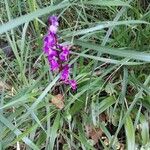 Anacamptis laxiflora 花