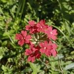 Glandularia peruviana Blomst