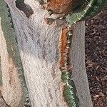 Euphorbia trigona Escorça