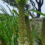 Eucomis autumnalis फूल