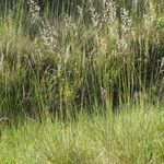 Arrhenatherum longifolium Habit