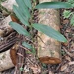 Alpinia caerulea Leaf