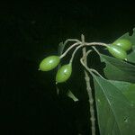 Siparuna decipiens Meyve