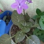 Pseuderanthemum alatum Flor