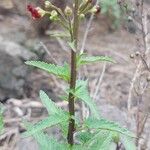 Scrophularia glabrata Lapas