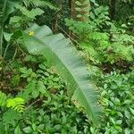 Heliconia wagneriana Blad