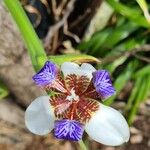 Trimezia gracilis Flor