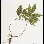 Adiantum terminatum Folha