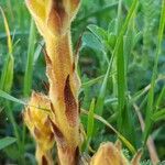 Orobanche elatior Bark