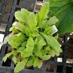 Papaver somniferum Blad