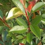 Photinia serratifolia葉