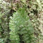 Asplenium dregeanum Yaprak