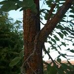 Robinia pseudoacacia Bark
