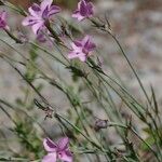 Dianthus furcatus Other