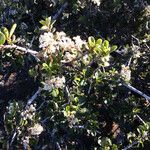 Ceanothus cuneatus Habitus