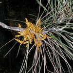 Arceuthobium campylopodum Blüte