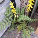 Corydalis cheilanthifolia Folla