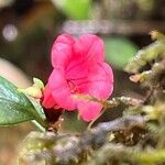 Rhododendron pauciflorum Blomst