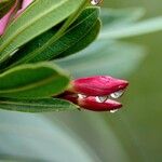 Nerium oleander Άλλα