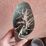 Tephrocactus articulatusЛисток