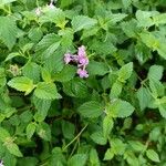 Lantana montevidensis Лист