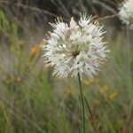 Allium ericetorum 花