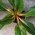 Chlorophytum orchidastrum Leaf