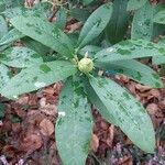 Rhododendron canadense Hoja
