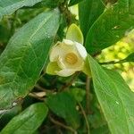 Magnolia coco Leaf