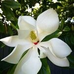 Magnolia grandiflora Кветка