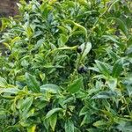 Sarcococca confusa Habitus