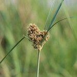 Cyperus polystachyos Flower