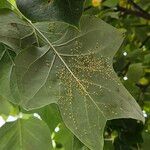 Liriodendron chinense 葉