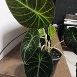 Alocasia reginula पत्ता