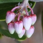 Arctostaphylos pungens Flor