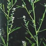 Lepidium sativum Květ