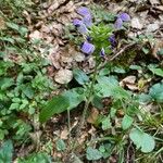 Prunella hastifolia Fula