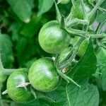 Solanum lycopersicum Fruit