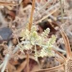 Lavandula multifida 葉